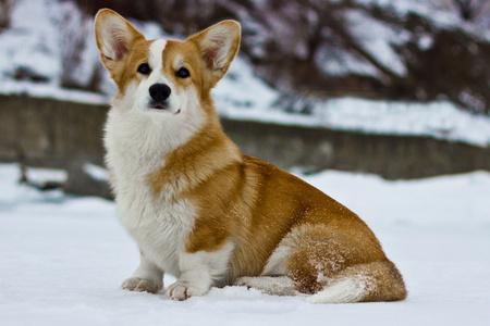 柯基犬性格图片