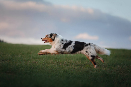 狗在田野上奔跑, 日落时的大自然
