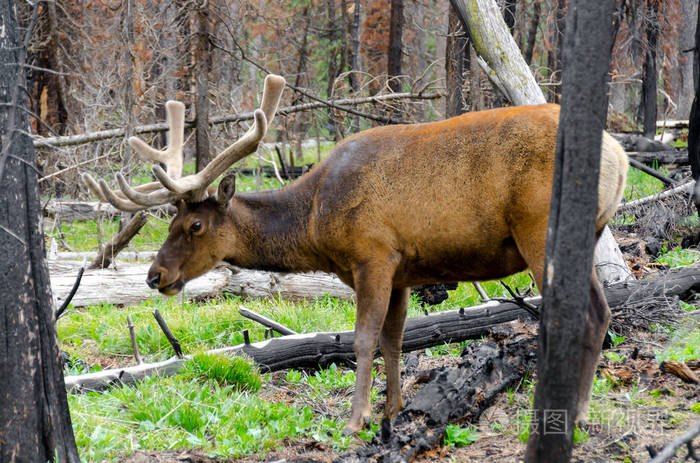 鹿在怀俄明州的黄石国家公园