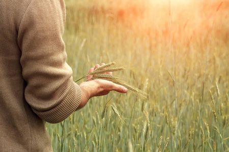 小麦芽在农民的手。农民走田间检查小麦作物