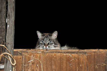 老梯子干草阁楼里的大花猫猫图片