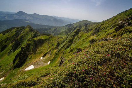 令人难以置信的彩色图像在山上盛开的粉红色杜鹃花, 惊人的风景, Marmarosy 脊, 乌克兰, 旅游的热门地方