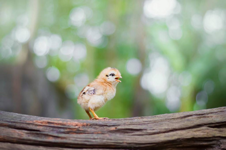 一只小鸡站在老木材上