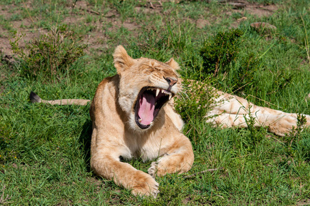 在自然栖息地野生动物肯尼亚非洲的女性狮子
