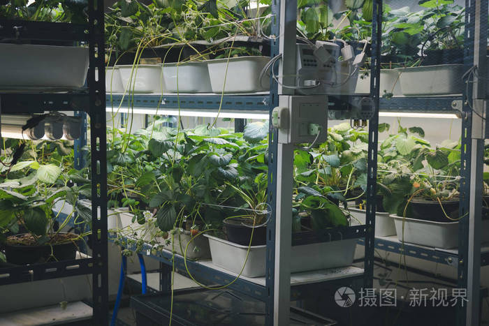 植物生长在智能室内农场与人造led 灯 苗木栽培用光谱植物灯照片 正版商用图片05rwtf 摄图新视界