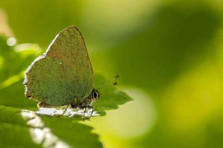 绿 hairstreak Callophrys rubi 栖息在绿叶上的空地上