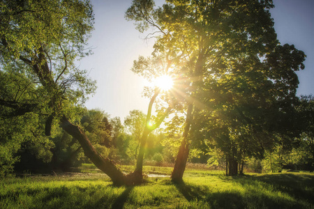 夏季自然景观与阳光照片