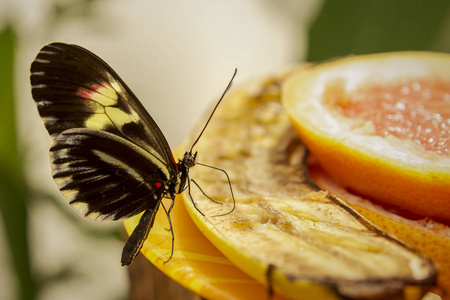 特写钢琴钥匙蝴蝶, heliconius melpomene, 喝花蜜