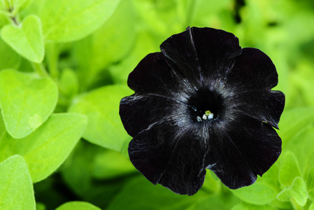 花园里的黑天鹅绒矮牵牛花