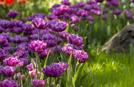 花园里的紫色郁金香。花卉背景