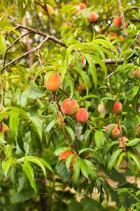 一棵树上的桃子图片