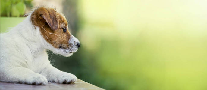 可爱的杰克罗素猎犬小狗思维网页横幅与复制空间