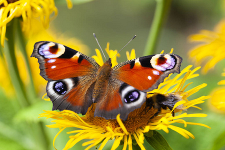 Inachis 或孔雀蝶, 翅膀下有一只蜜蜂
