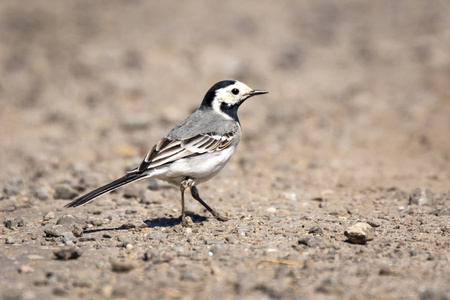 白鹡鸰 (motacilla alba) a 鸟,有白色, 灰色和黑色的羽毛的特写.