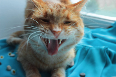 可爱的姜猫关闭绿松石背景呼喊图片
