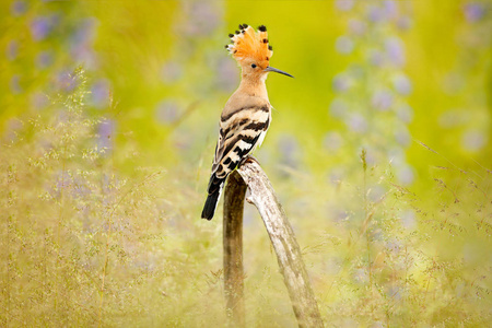 Hoopoe, Upupa epops, 美丽的橙色鸟与冠, 匈牙利