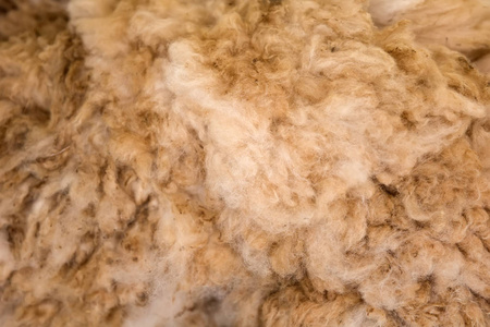在秘鲁羊驼羊毛市场特写细节