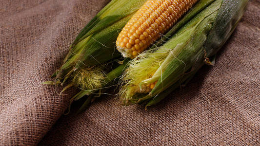有机玉米粗麻布的背景。成熟的玉米, 接近的看法