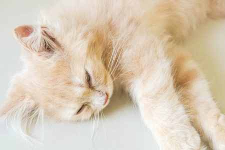 选择性对焦关闭可爱的年轻波斯猫昏昏欲睡的脸