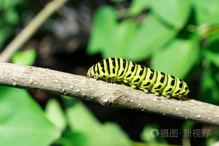 绿毛虫在丁香叶上, 毛虫在自然界中