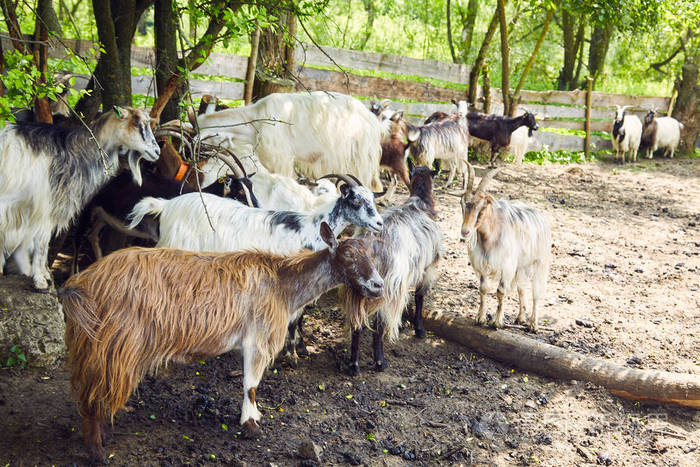 山羊在畜牧场牛奶和乳酪生产和耕种
