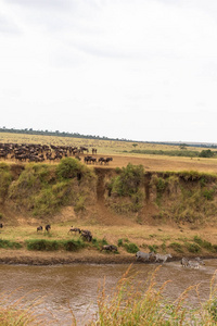 在马拉河的景观与大群的角羚。肯尼亚