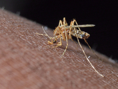 被蚊子吸血图片