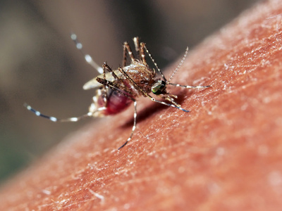 被蚊子叮咬照片