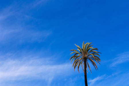蓝天上的棕榈树背景