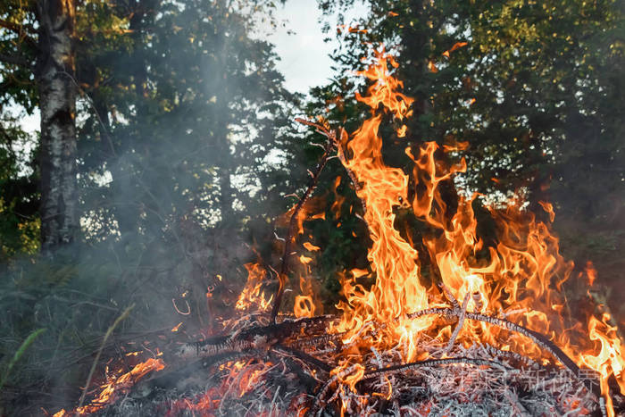 森林里的大火是大量的烟雾和火焰.森林火灾季节, 干旱, 危险