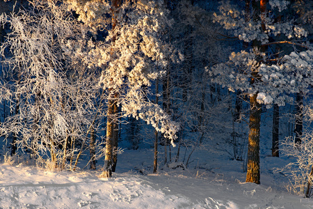 树与霜霜