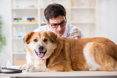 医生检查金猎犬狗在兽医诊所