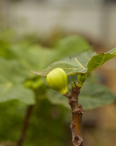 庭院花园里的阳光