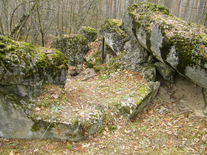 古毁坏的森林中的混凝土掩体