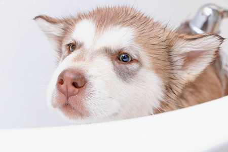 阿拉斯加阿拉斯加小狗在浴缸里