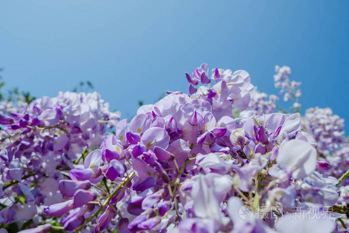 美丽的紫藤花春天在花园里盛开的紫色