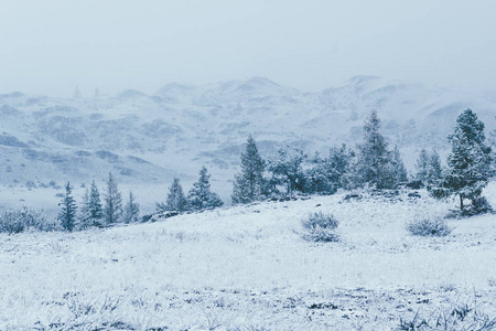 第一场雪下山谷中的冷杉树