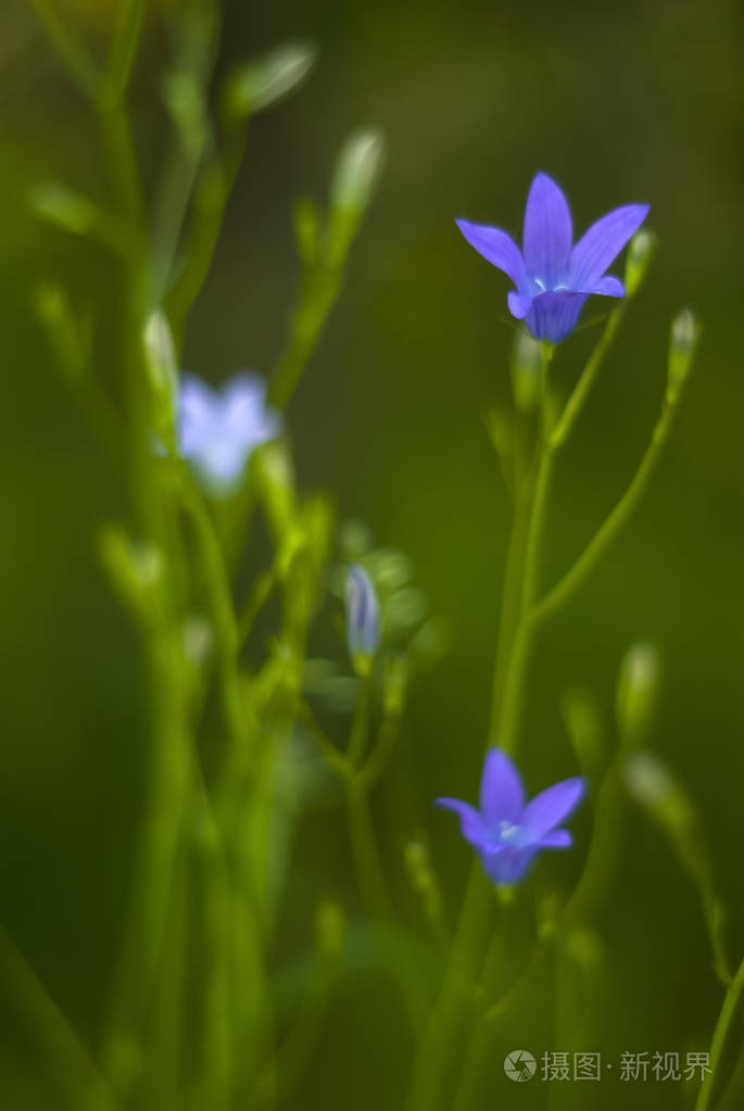 黄昏模糊柔和的早晨花卉背景与蓝色 bellflowers