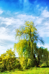 夏天风景