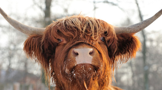 苏格兰牛