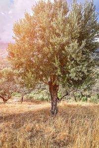 地中海橄榄域与橄榄树准备好收成