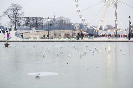 在巴黎的寒天。在 tuilleries 冷冻池塘上海鸥