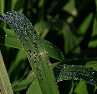 草和露水