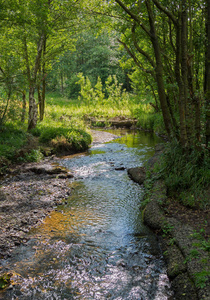 典型的英国林地中的小溪流