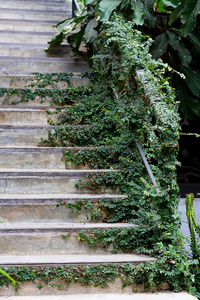攀登的植物爬在楼梯上。方便地把你的身影在梯子上或把项目