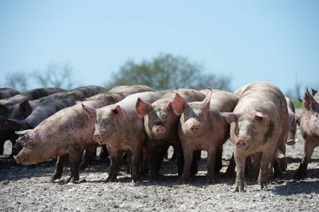 家养的猪.法国村庄的农场里的猪照片