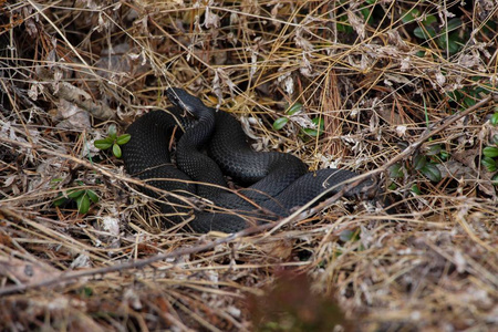 只有春天来了, 它不是很久以前, 它得到了一个漫长的冬季冬眠后照片