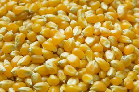 玉米种子特写背景图像