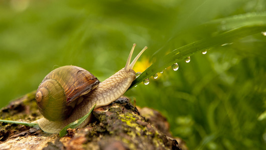 蜗牛和水滴图片