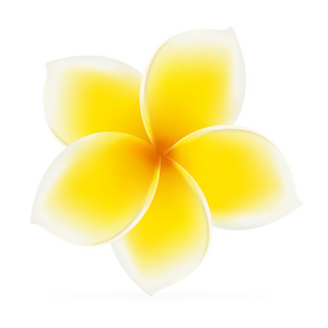 亚洲加勒比孤立的鸡蛋花 鸡蛋.亚洲的黄色花.矢量照片